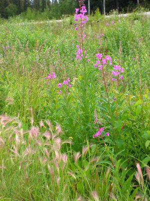 Fireweed and Foxtail