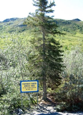 Last Spruce Tree