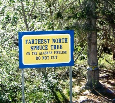 Spruce Tree Sign