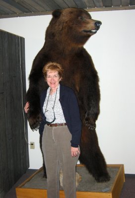 Wildlife Museum -  Brown Bear
