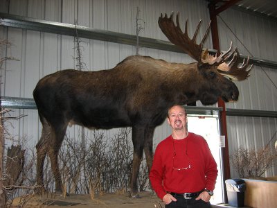 WM Bull Moose