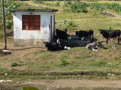 St. Kitts Livestock