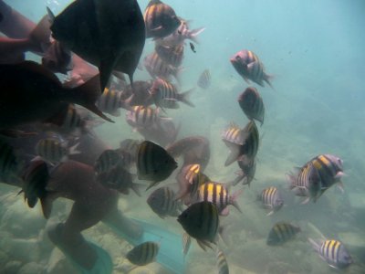 Exploring the Reef