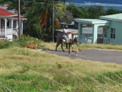 St. Kitts Rancher