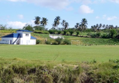 Goats on Soccer Field on St. Kitts