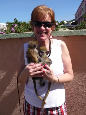 Green Vervet Monkeys, St. Kitts