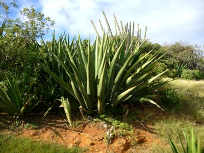 Agave and Dildo Cactus on Antigua