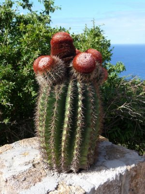 Cactus at Shirley Heights, Antigua