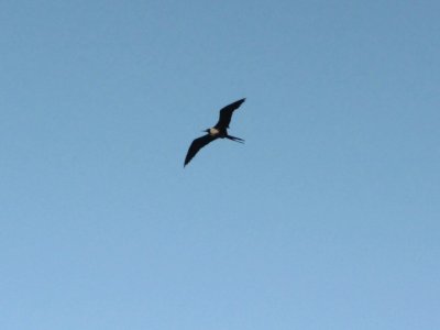 Antigua's National Bird--the Frigate