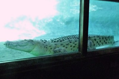 Maximo is a 15 ft. 3 in. Saltwater Croc