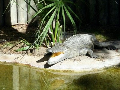 Mugger Crocodile Sleeping with Mouth Open