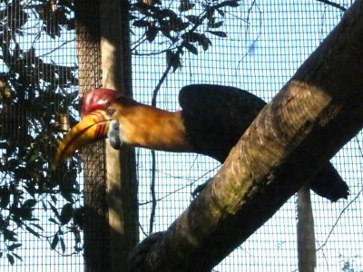 Red-Knobbed Hornbill