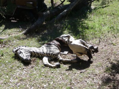 Fake Zebra for Feeding Vultures