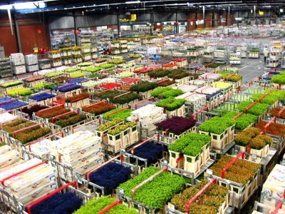 Aalsmeer Flower Market, NL