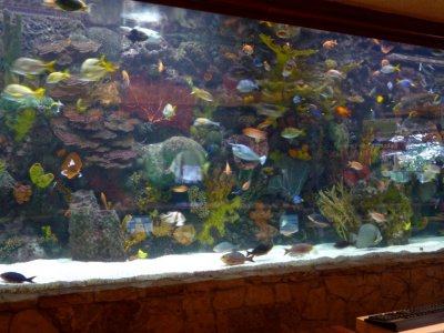 Aquarium at the Mirage Hotel