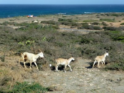 Wild Goats of Aruba