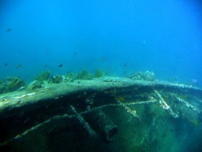 Coral Growing on Shipwreck Antilla