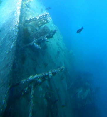 Sgt Major (fish) around Shipwreck Antilla