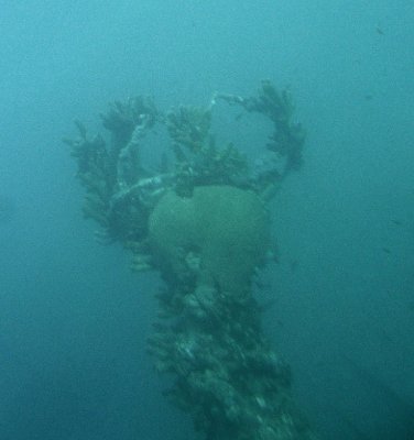 Brain Coral on Shipwreck Antilla