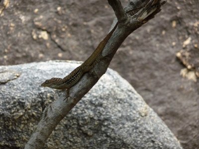 Tree Lizard at Casibari Rock Formation