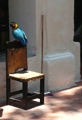 Blue & Gold Macaw in Cloister Courtyard