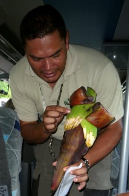  Roy Shows Young Banana Plant -- Costa Rica