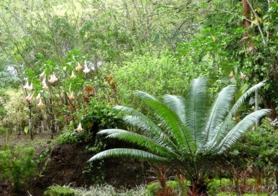 Costa Rican Rain Forest Vegetation