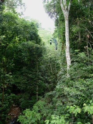 Costa Rican Rain Forest