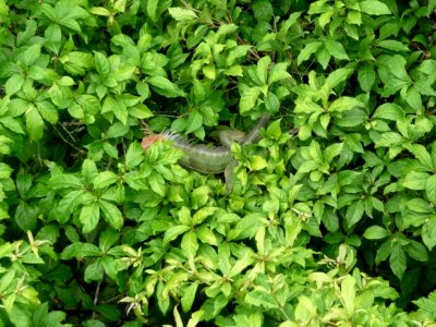 Iguana on Rain Forest Canopy