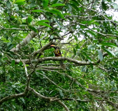 Toucan in Rain Forest
