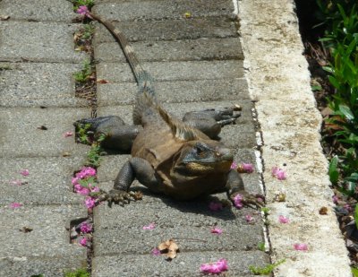 Iguana - Costa Rica