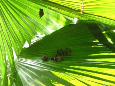 Bats - Costa Rica