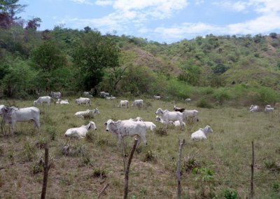 Costa Rican Cattle