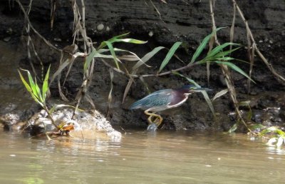 Green Heron -- Tarcoles River