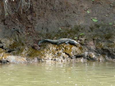 Small Crocodile -- Tarcoles River