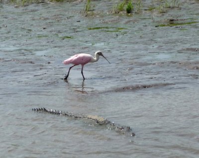 Roseate Spoonbill & Crocodile