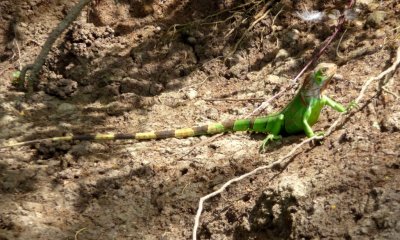 Young Green Iguana -- Tarcoles River