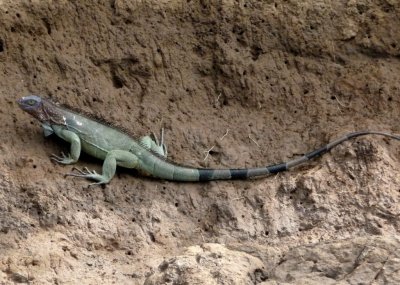 Large Iguana on Tacoles Riverbank