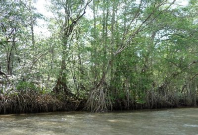 Mangrove Trees