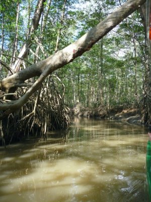 Mangrove Tributary