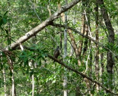 Mangrove Black Hawk