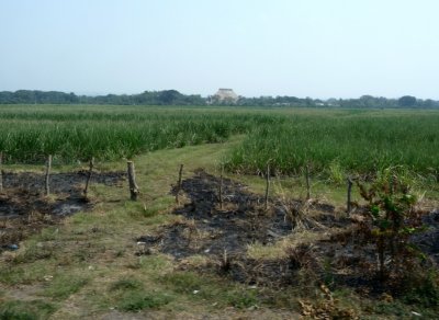 Guatemalan Sugar Cane with Sugar Mill in Background
