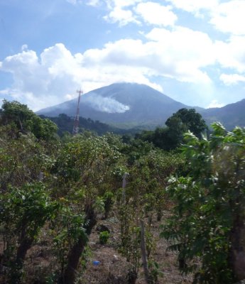 Coffee Plants in Guatemala