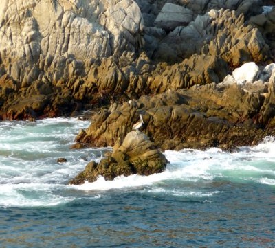 Pelican on Rocks at Huatulco