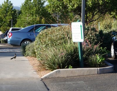 Roadrunner at Sedona Timeshare