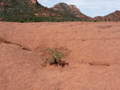 Small Tree Growing out of Submarine Rock