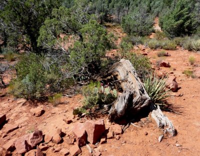 Desert Vegetation