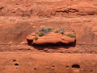Some Plants Grow Anywhere