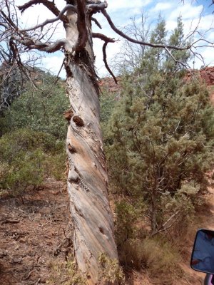 Juniper with Twisted Trunk Attributed to Vortex Energy