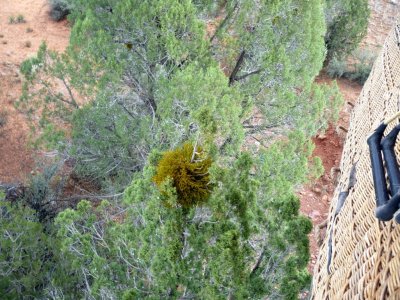 Skimming the Treetops